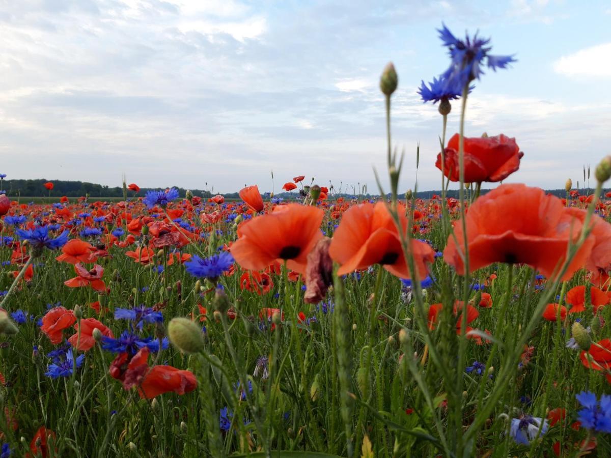 Ein Bett Im Kornfeld - Haus Morgensonne - Mit Innenpool Schonfeld  ภายนอก รูปภาพ